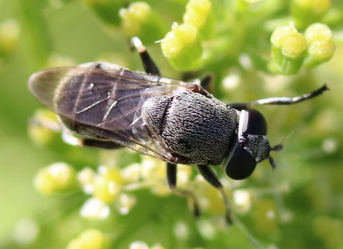 Image of Myolepta aurinota (Hine 1903)