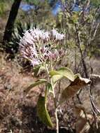 Eremosis tomentosa (La Llave & Lex.) Gleason resmi