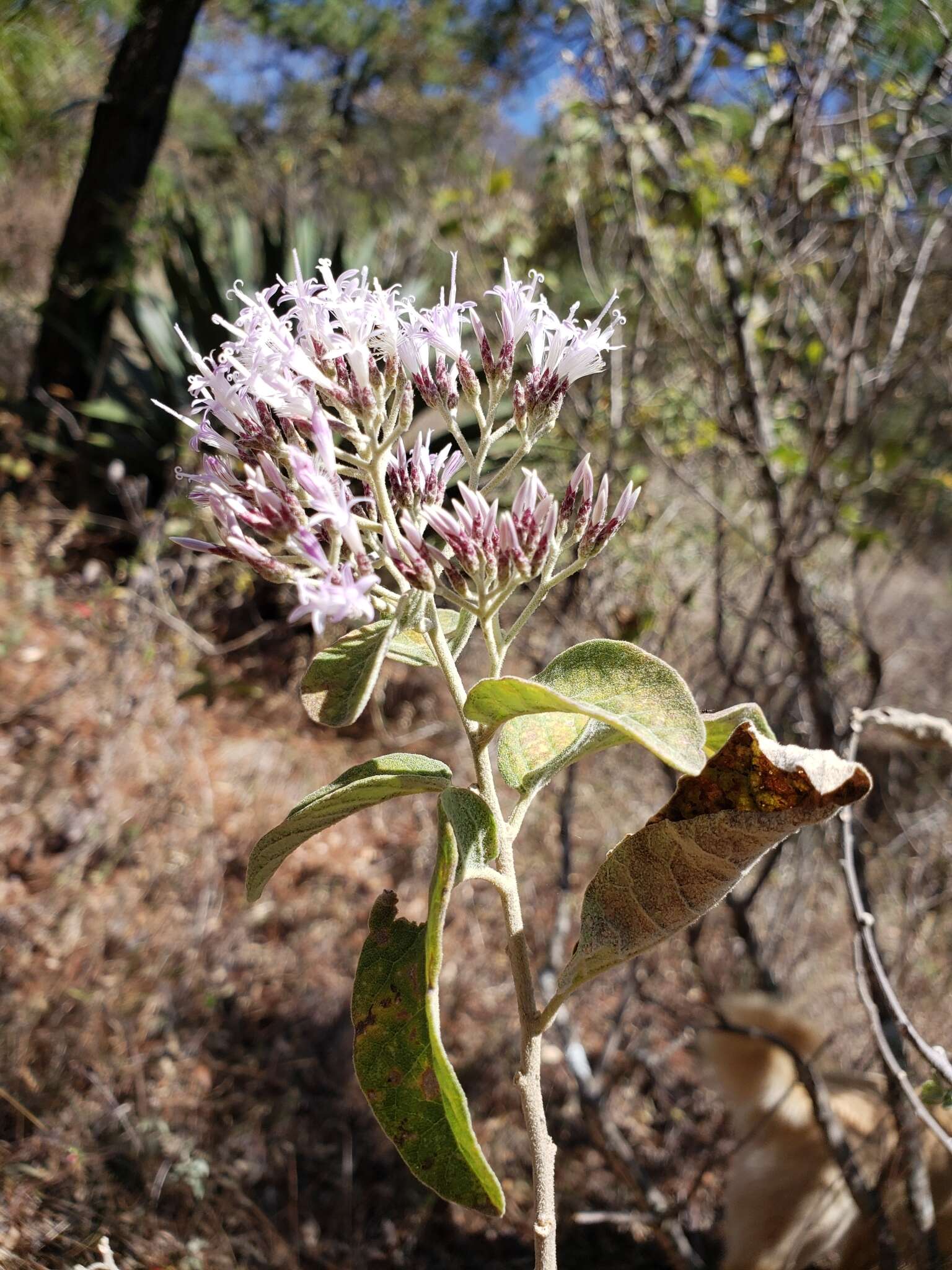 Image de Eremosis tomentosa (La Llave & Lex.) Gleason