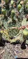 Image of twistspine pricklypear