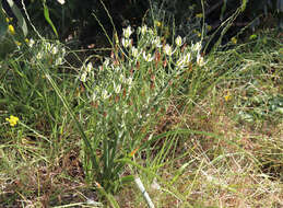 Image of Albuca longifolia Baker