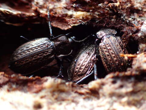 Image of Granulated Carabid