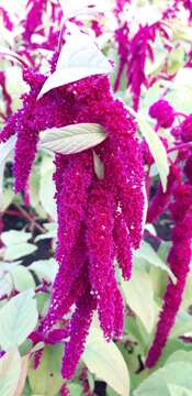 Imagem de Amaranthus caudatus L.