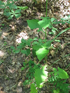 Image of Lactuca raddeana Maxim.