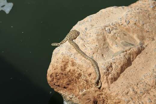 Image of Viperine Snake