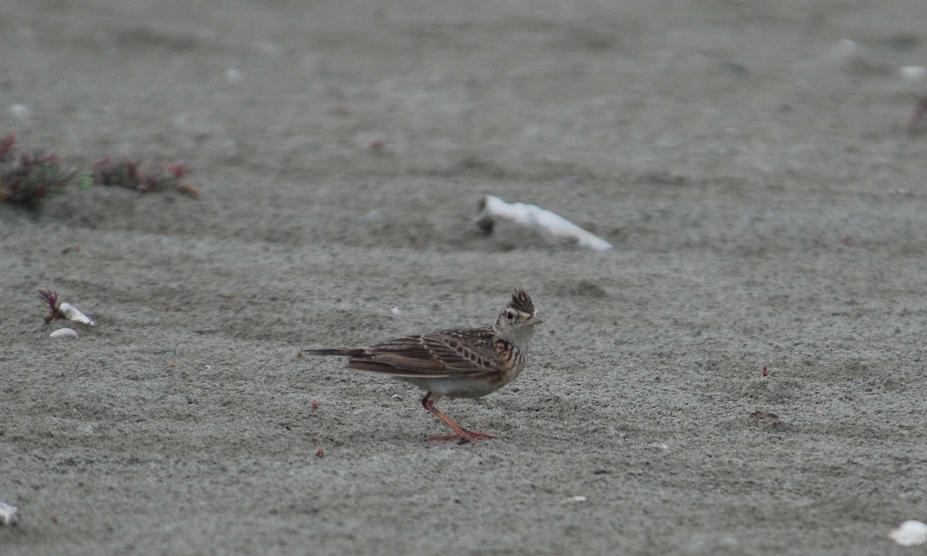 Image of Oriental Skylark