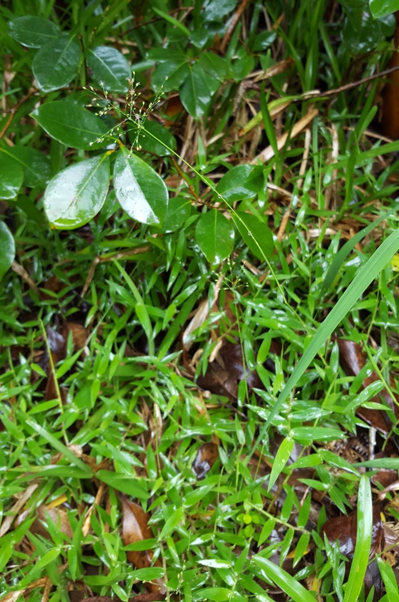 Plancia ëd Brachiaria umbellata (Trin.) Clayton