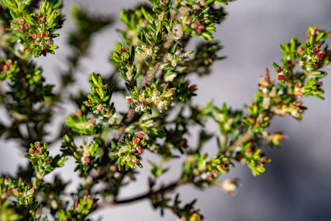 Image of Erica axillaris Thunb.