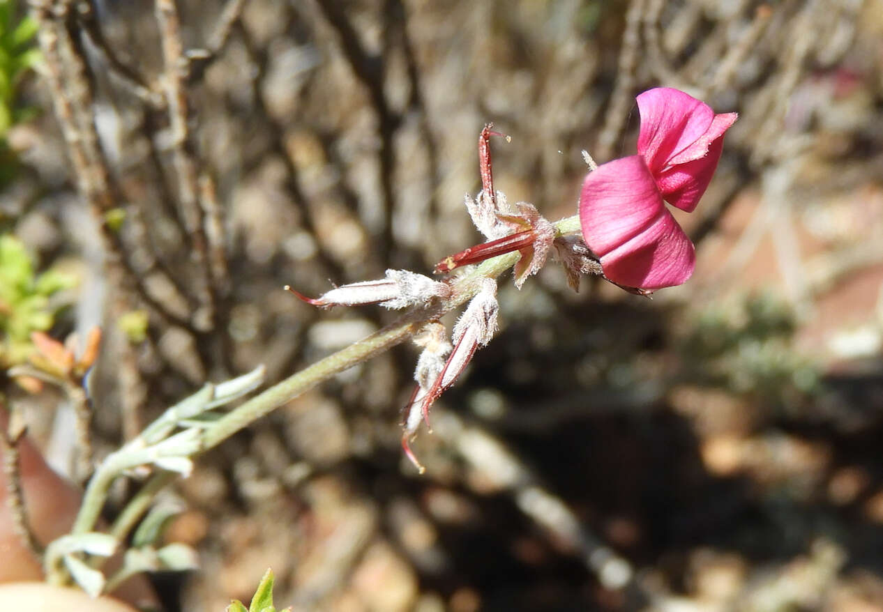 Image of Indigofera complicata Eckl. & Zeyh.