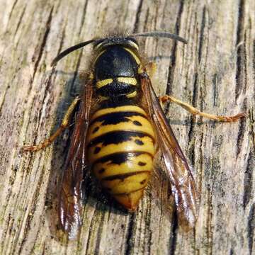 Dolichovespula saxonica (Fabricius 1793)的圖片