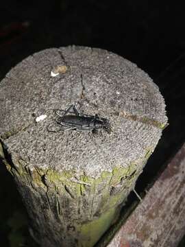 Image of capricorn beetle