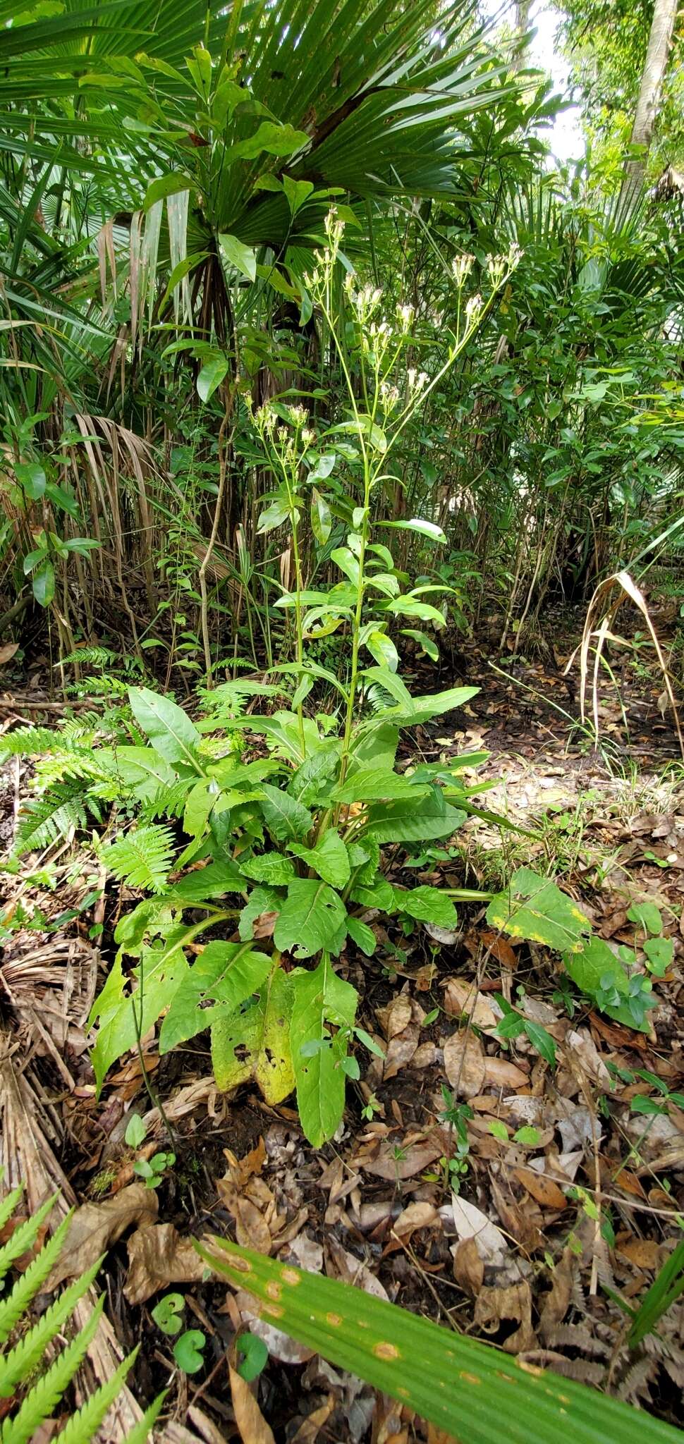 Image of hammockherb