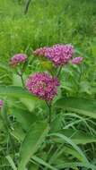 Image of purple milkweed