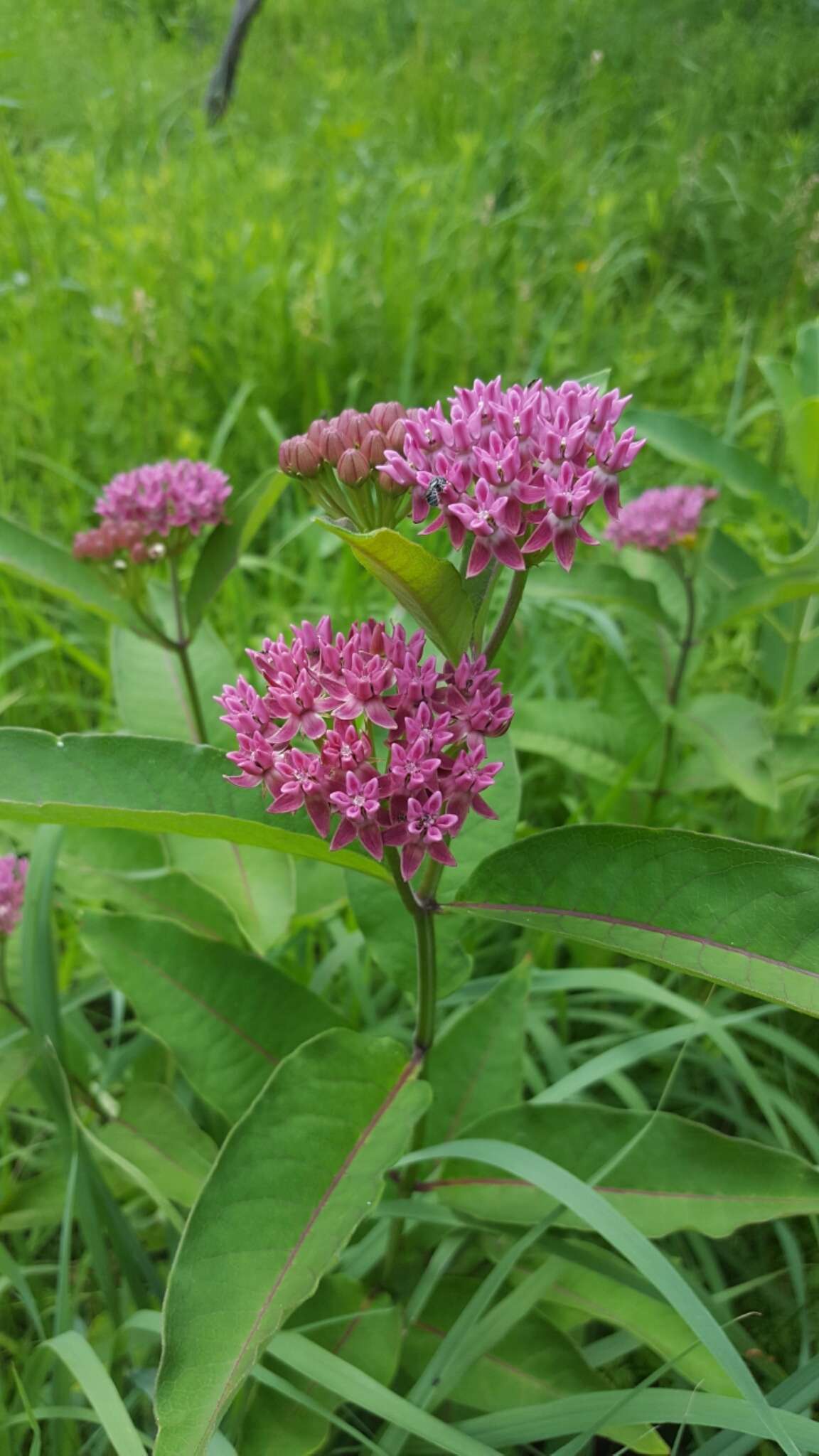 Image of purple milkweed