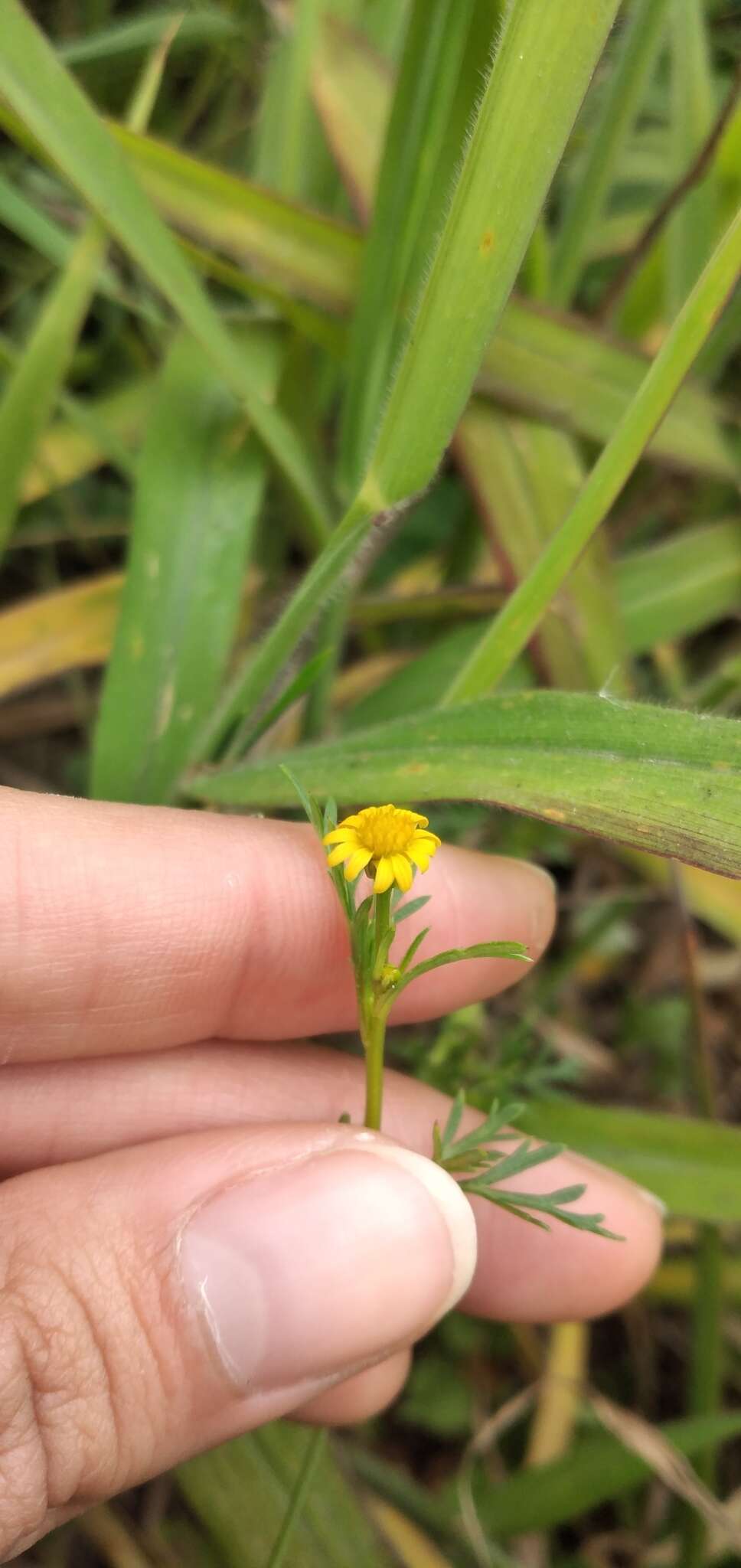 Plancia ëd Chrysanthellum indicum DC.