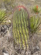 Image of Ferocactus haematacanthus (Muehlenpf.) Britton & Rose