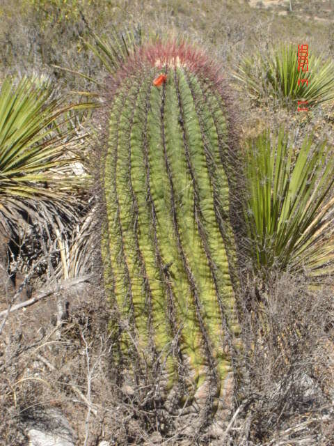 Image of Ferocactus haematacanthus (Muehlenpf.) Britton & Rose