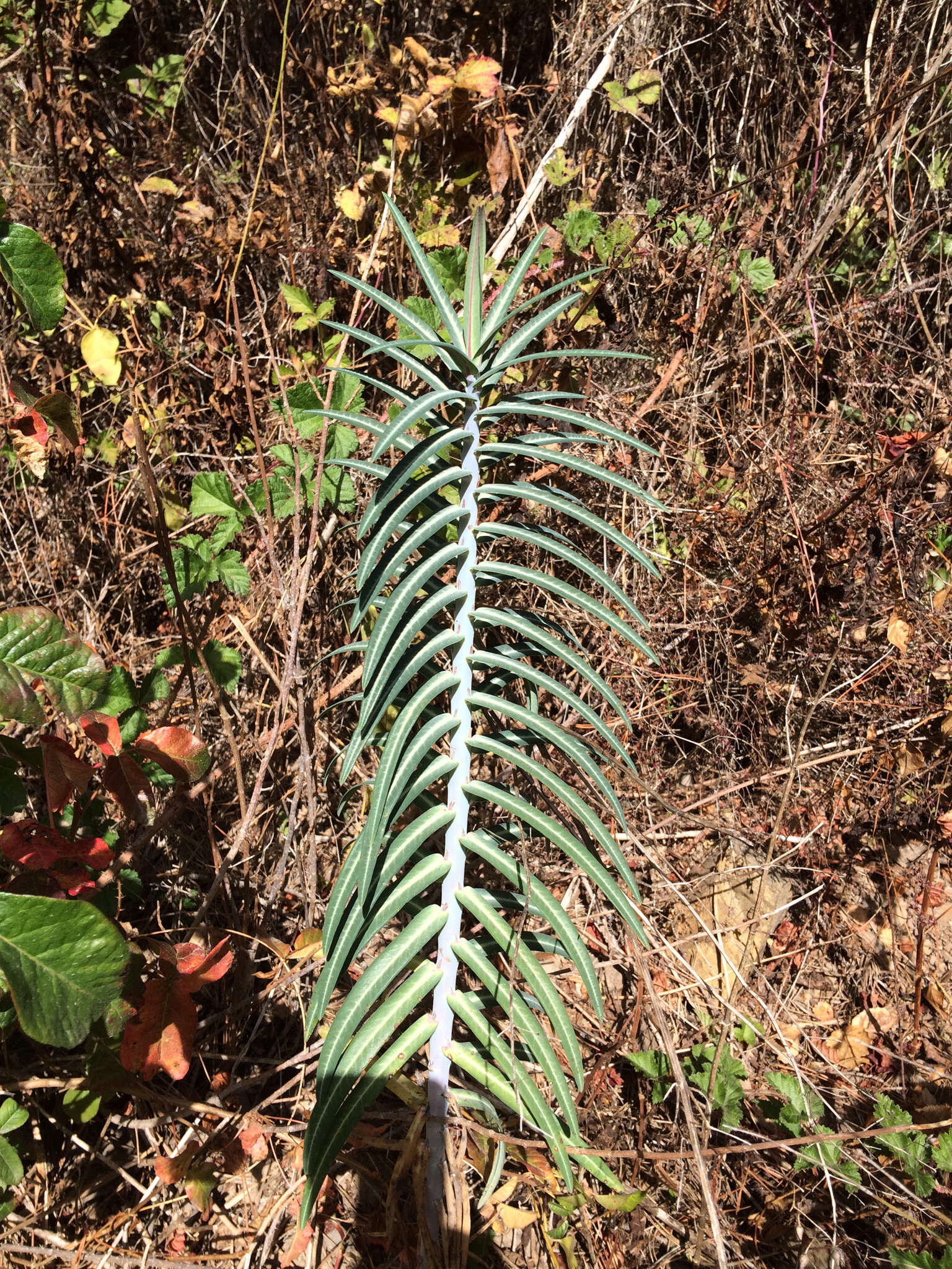 Image of caper spurge