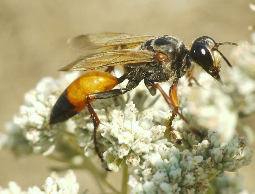 Image of Sphex flavipennis Fabricius 1793