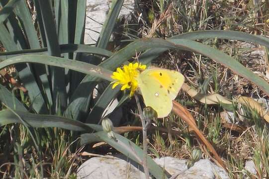 Image of clouded yellow