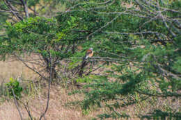 Image of Bay-backed Shrike