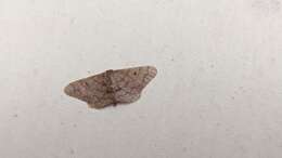 Image of Idaea amplipennis Butler 1889