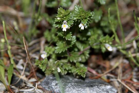 Image of common eyebright