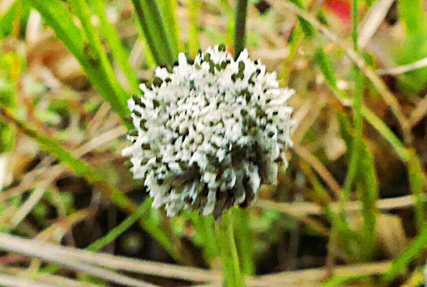 Image of Eriocaulon sonderianum Körn.