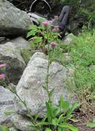 Image de Erigeron caucasicus Stev.