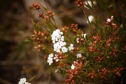 Image of Leucopogon virgatus var. virgatus