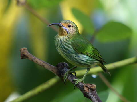 Image of Purple Honeycreeper