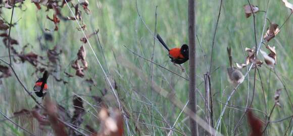 Image of Red-backed Fairy-wren