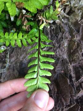 Image of Asplenium marinum L.