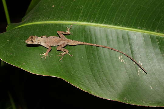 Image of Schiede's Anole