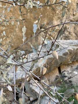 Image of Prunus argentea (Lam.) Rehd.