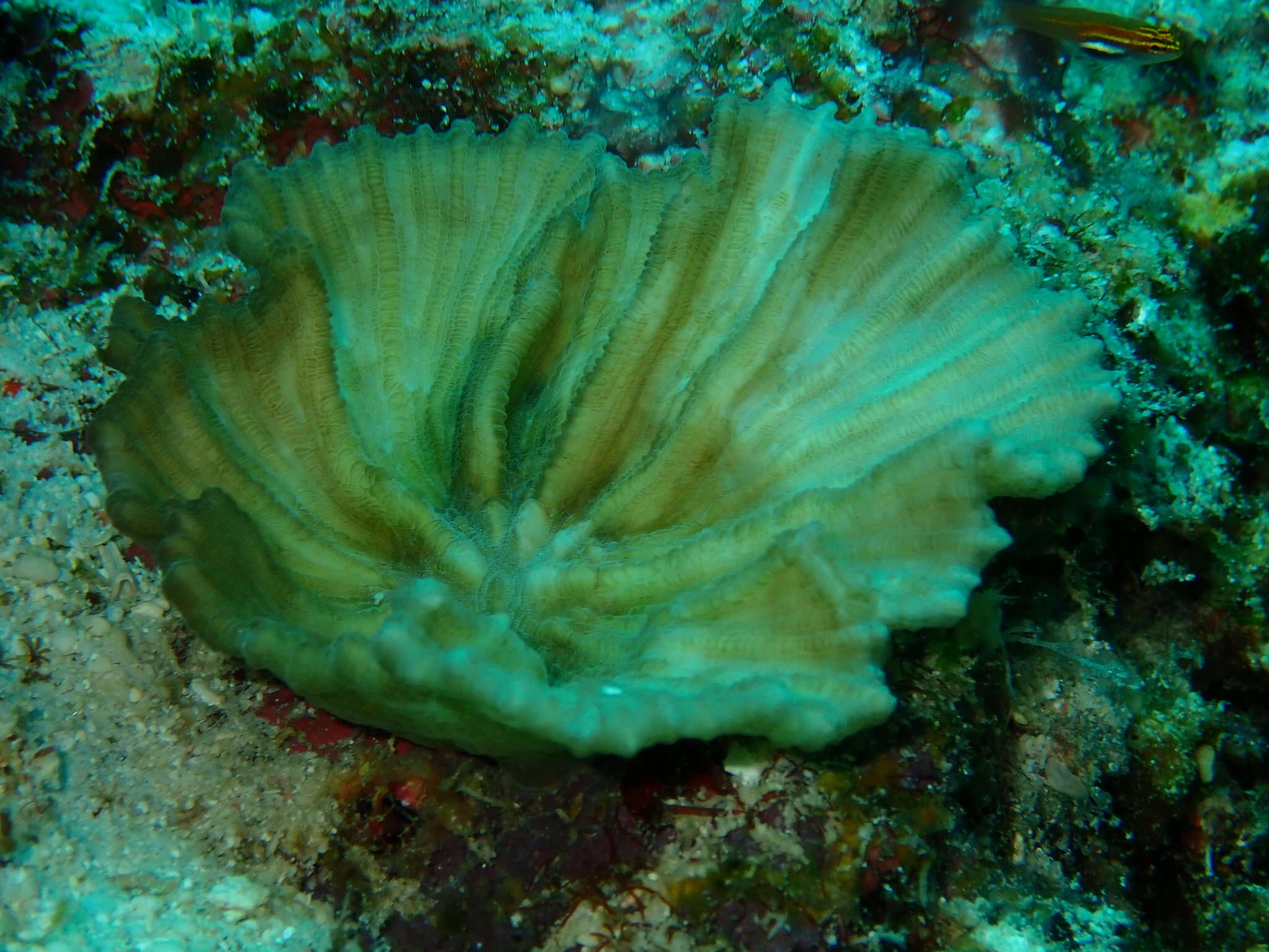 Image of Palm Lettuce Coral