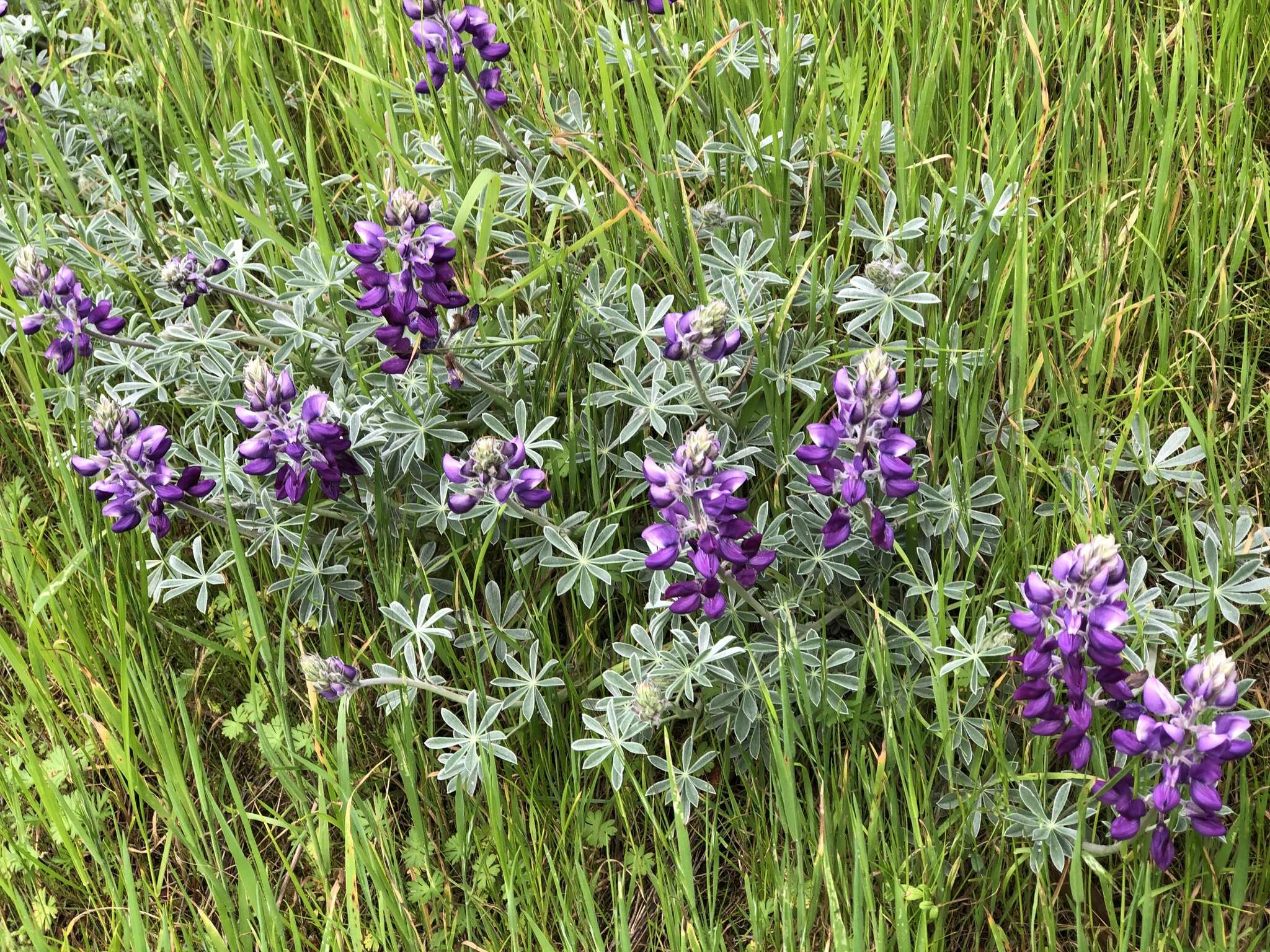 Image of silver lupine