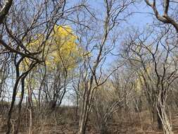 Imagem de Handroanthus billbergii (Bureau & K. Schum.) S. O. Grose