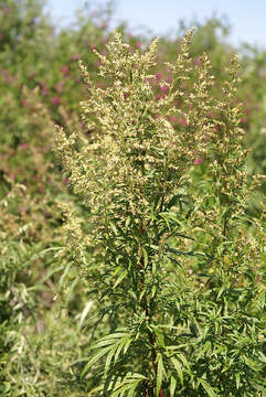 Image of Artemisia rubripes Nakai