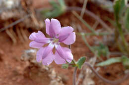 Image of Goodenia rosea