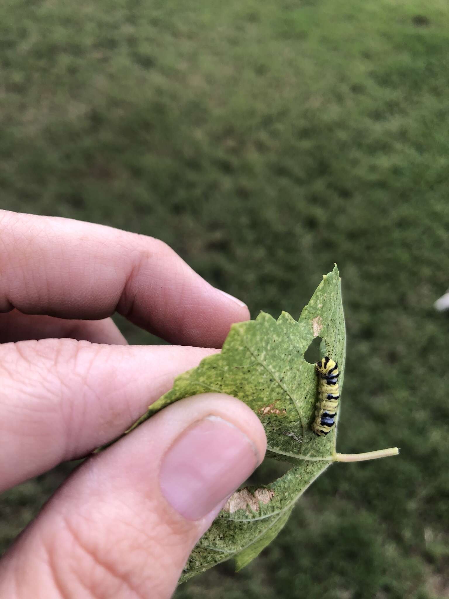 Image of Western Grapeleaf Skeletonizer