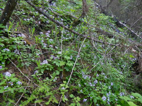 Imagem de Cardamine constancei Detling