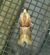 Image of Walnut Shoot Moth