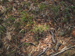 Image of poverty oatgrass