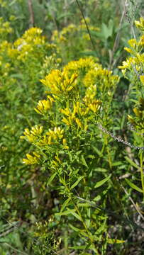 Image of bushy goldentop