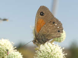 Image of <i>Cosmosatyrus <i>leptoneuroides</i></i> leptoneuroides