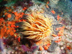 Image of False plum anemone