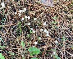 Image of Marasmius calhouniae Singer 1989