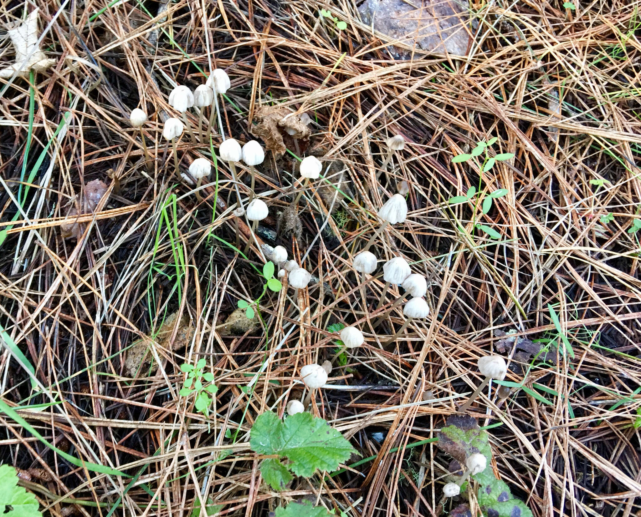 Image de Marasmius calhouniae Singer 1989