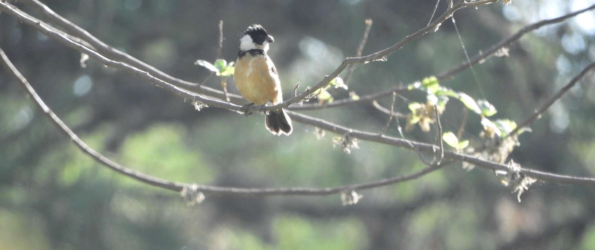 صورة Sporophila torqueola torqueola (Bonaparte 1850)